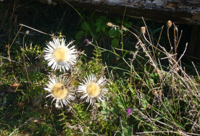Silberdisteln