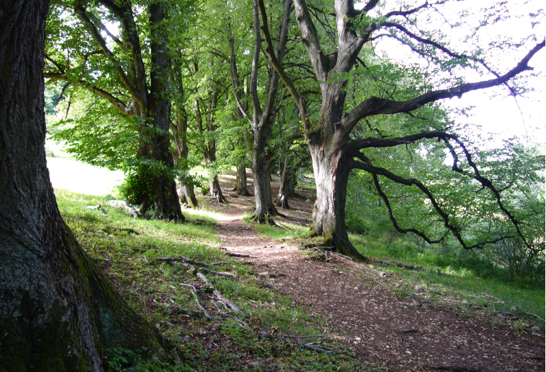 Urgeschichtliche Wandersseminare Wanderreisen Sybille Lindenallee
