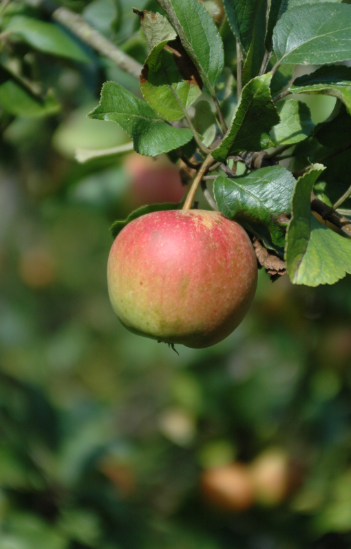 sagenhafte Wanderseminare Frau Holle Apfel